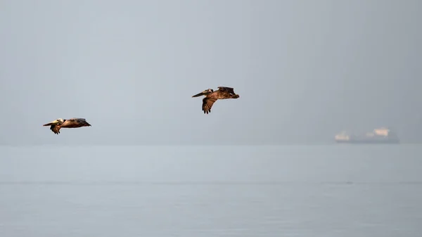 Een Schilderachtig Uitzicht Pelikanen Die Vliegen Lucht Boven Blauwe Zee — Stockfoto