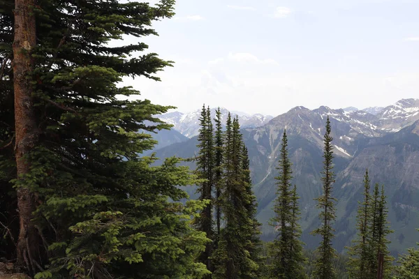 Scenic View Tall Trees Forest Rocky Mountains Background — Stock Photo, Image