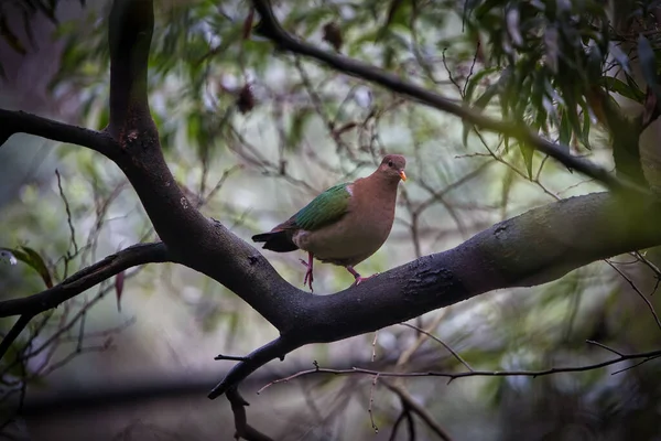 Eine Selektion Einer Smaragdtaube Chalcopedly Indica Auf Einem Baum — Stockfoto