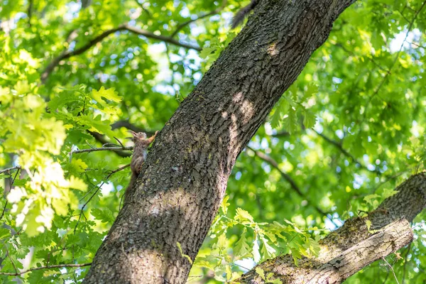 Cute Little Squirrel Climbing Tree Trunk Daytime — Stock Photo, Image