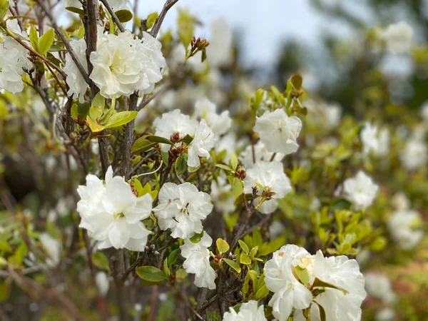 Closeup Shot White Rhododendron Flowers Blooming Branches Garden — Stock Photo, Image