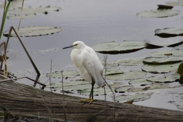 Selektiv Fokusbild Snöig Egret Uppe Skog Sjön Savannah Usa — Stockfoto