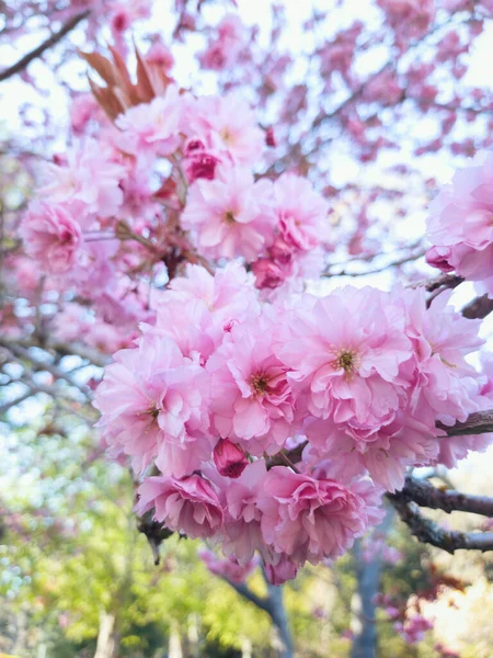Een Verticaal Schot Van Een Bloomed Sakura Boom Aftakking — Stockfoto