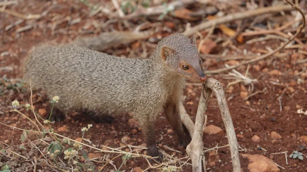 Gros Plan Une Mangouste Grise Indienne Reniflant Une Brindille Avec — Photo