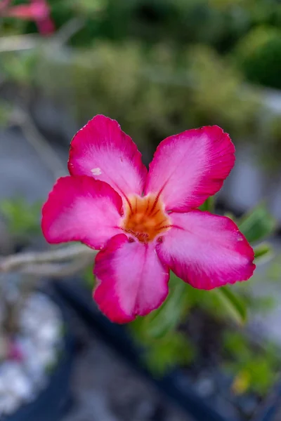 Une Mise Point Sélective Une Fleur Adénium Rose — Photo