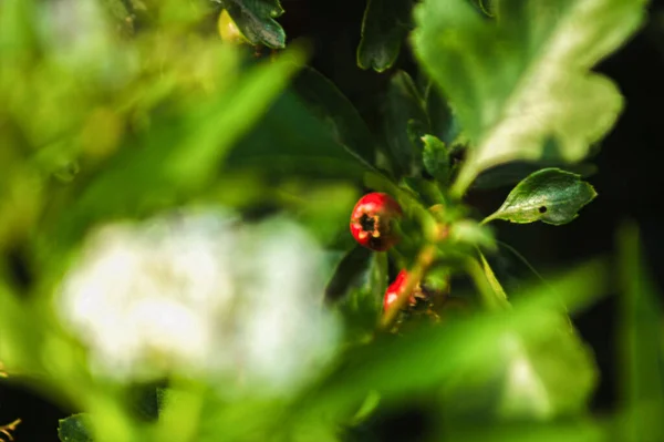 Primer Plano Bayas Rosa Mosqueta Creciendo Arbusto Con Hojas Verdes — Foto de Stock