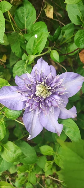 Primer Plano Vertical Clematis Multi Flor Azul Mirando Través Las —  Fotos de Stock