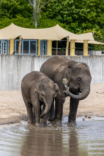 Vertikalt Skud Mor Baby Elefanter Drikker Vand Fra Dam Zoologisk - Stock-foto