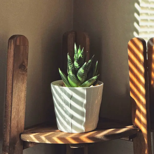 Een Close Van Een Succulent Plant Een Witte Pot — Stockfoto