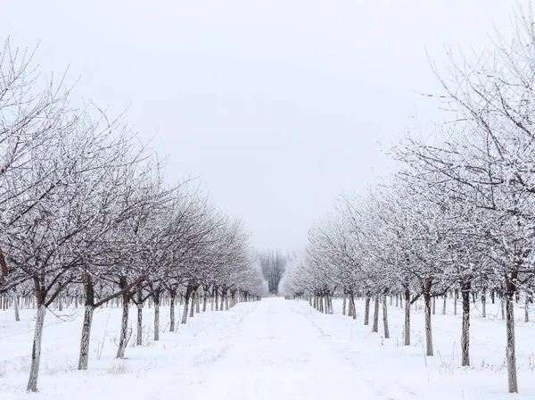 Frosted Cherry Orchard in Door County Wisconsin