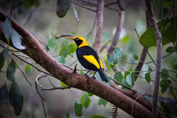 Nahaufnahme Eines Regenbogenvogels Der Auf Einem Nassen Ast Sitzt — Stockfoto