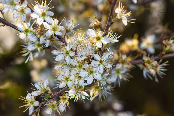 Eine Nahaufnahme Blühender Weißer Apfelblüten Auf Einem Ast Der Frühling — Stockfoto