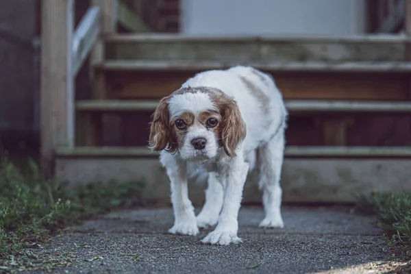 公園を歩いているチャールズ スパニエル王のかわいい犬 — ストック写真