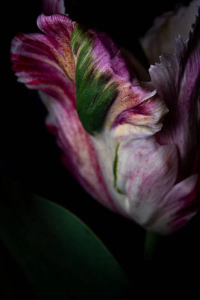 Primer Plano Tulipán Onda Verde Loro Aislado Sobre Fondo Negro —  Fotos de Stock