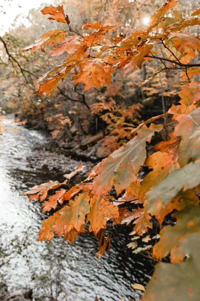 Closeup Autumn Foliage River — Stock Photo, Image