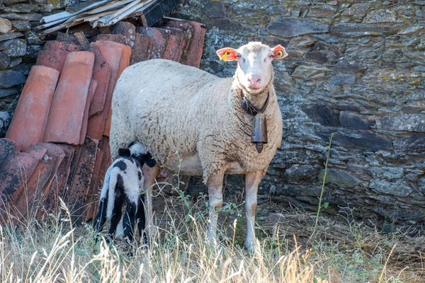 Ett Litet Barn Får Lamm Svart Och Vitt Färger Suger — Stockfoto