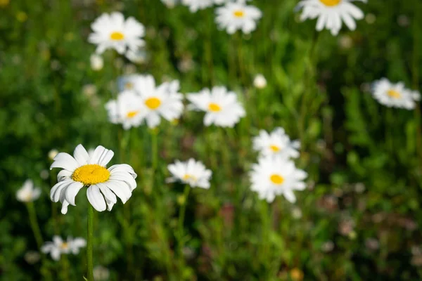 美丽的迷迭香花在田野里盛开 — 图库照片