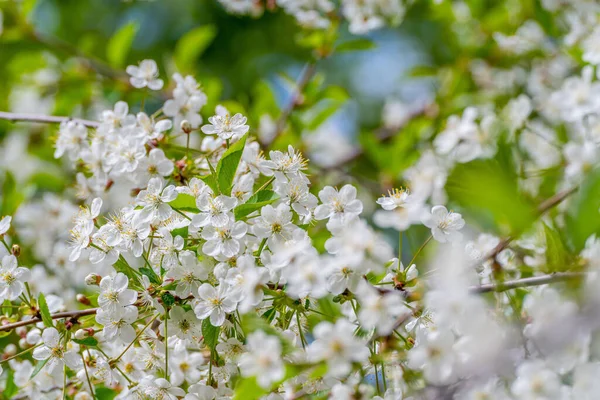 Close Shot Cherry Blossom Growing Daytime — Stock Photo, Image