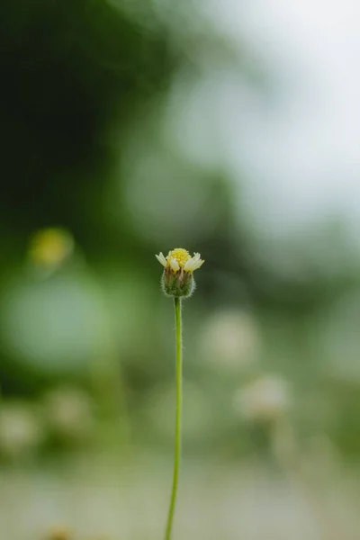 Enda Liten Vit Blomma Fokuserad Ett Hav Andra Liknande Blommor — Stockfoto