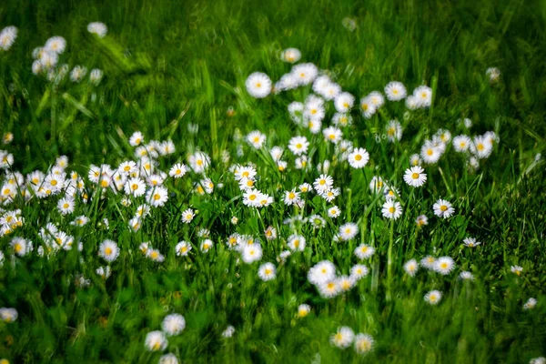 Selective Focus Shot Beautiful Daisies Growing Meadow Sunny Day — Stock Photo, Image
