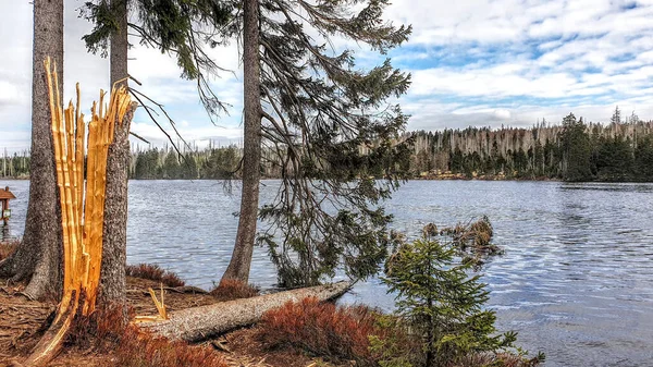 Algumas Árvores Abetos Mortos Floresta Harz Alemanha — Fotografia de Stock