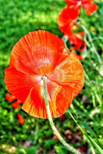 Selective Red Orange Poppy Flower Field Indiana — Stock Photo, Image