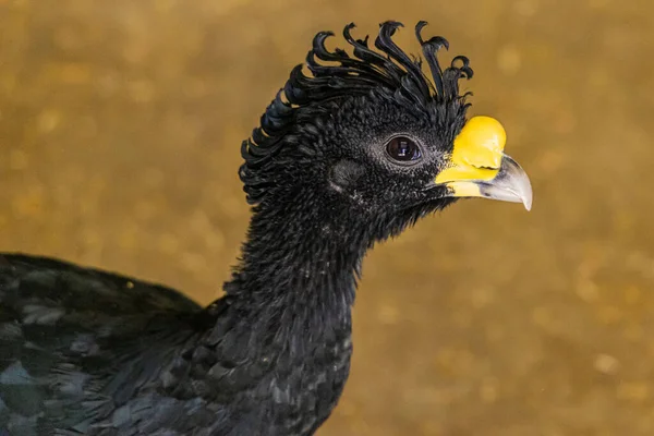 Zbliżenie Ujęcie Gołej Twarzy Curassow Crax Fasciolata — Zdjęcie stockowe