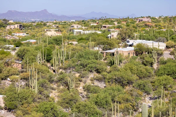 Una Zona Desierta Con Cactus Casas Tipo Árbol Saguaro Verano —  Fotos de Stock