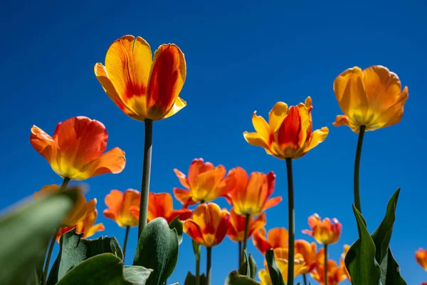 Plan Rapproché Tulipes Jaunes Rouges Cultivées Champ Printemps — Photo