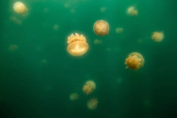Bela Foto Jellyfish Lake Lago Marinho Localizado Ilha Eil Malk — Fotografia de Stock