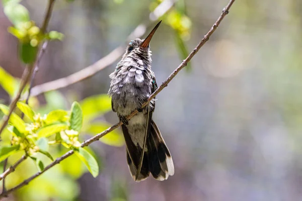 Primer Plano Colibrí Parque — Foto de Stock