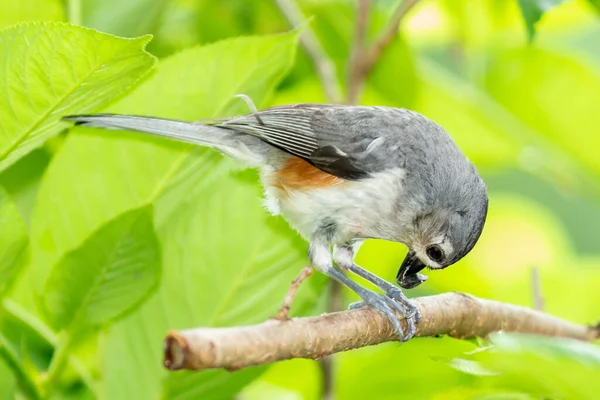 Eine Nahaufnahme Einer Getupften Meise Die Auf Einem Ast Einem — Stockfoto