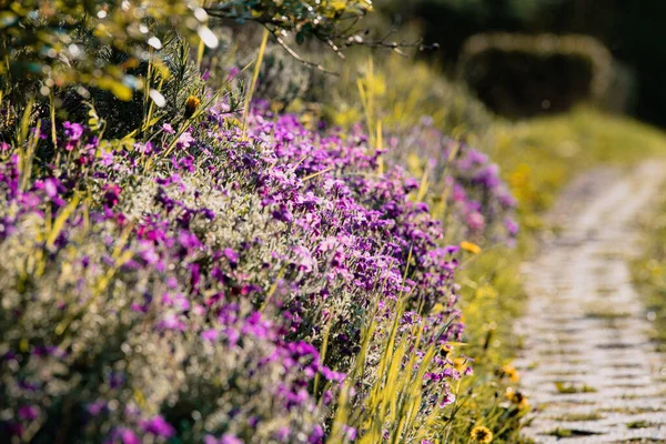 Ett Lila Lavendelfält Intill Stigen — Stockfoto