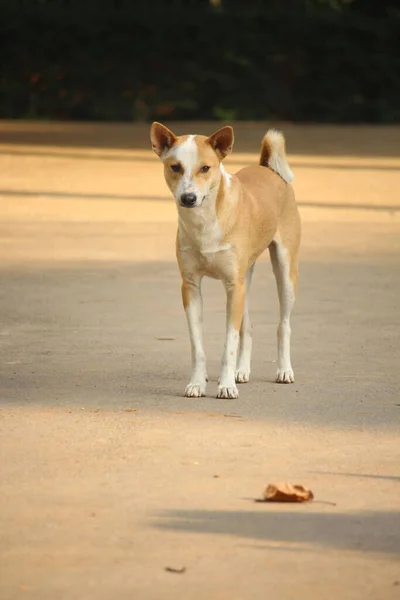 Barishal Steht Ein Brauner Hund — Stockfoto