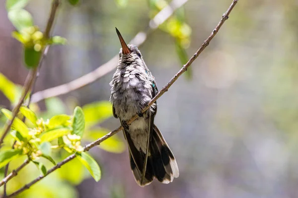 Nahaufnahme Eines Kolibris Einem Park — Stockfoto