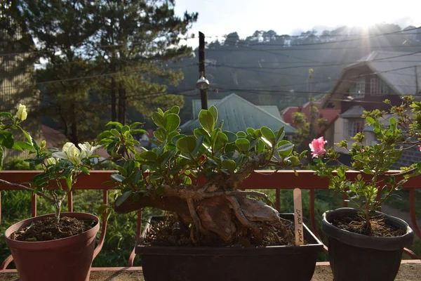 Ochtendlandschap Van Planten Een Open Balkon — Stockfoto