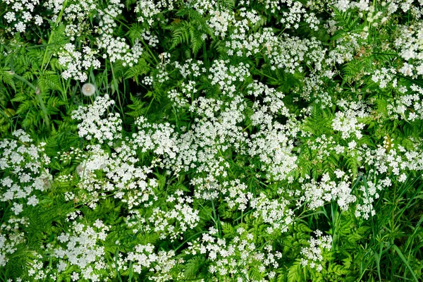 Een Top Uitzicht Van Witte Kervel Bloemen Verbouwd Tuin Voorjaar — Stockfoto