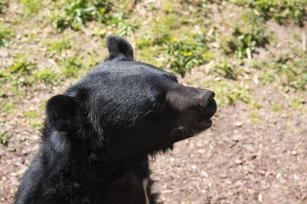 Крупный План Азиатского Черного Медведя Пайри Дайза Бельгия — стоковое фото