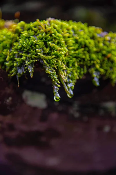 Close Shot Droplets Dropping Green Moss Forest — Stock Photo, Image