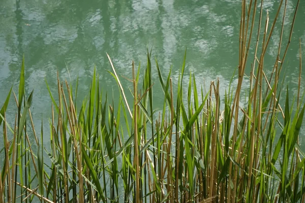 德国希尔德斯海姆 一个阳光明媚的春日 希尔德斯海姆市 希尔德斯海姆市 希尔德斯海姆海岸 密特朗运河侧道 绿叶螨草 — 图库照片