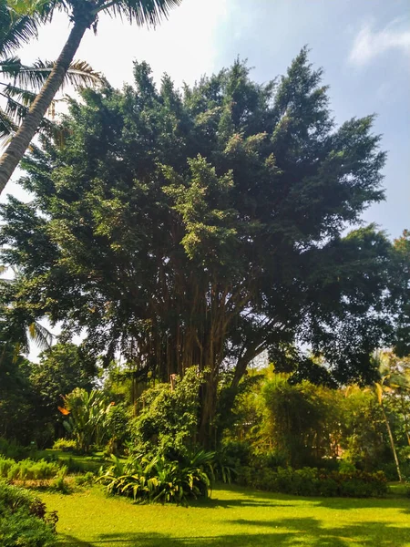 Big Banyan Tree Middle Park Blue Sky Daytime Surronding Plant — Stock Photo, Image