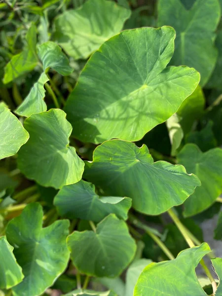 Tiro Seletivo Foco Das Folhas Verdes Uma Planta — Fotografia de Stock