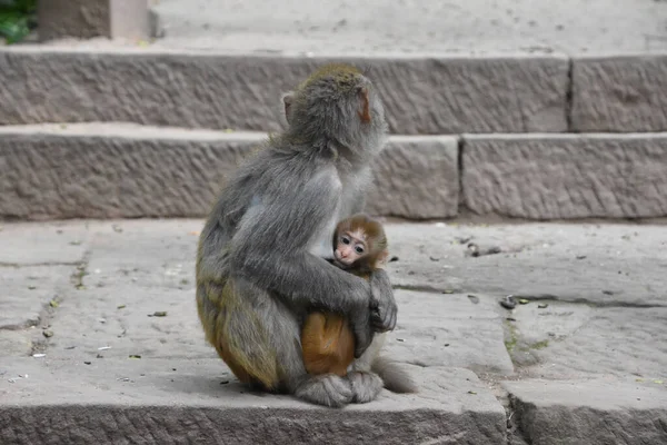 Une Mère Macaque Singe Nourrissant Son Mignon Bébé Enfant — Photo