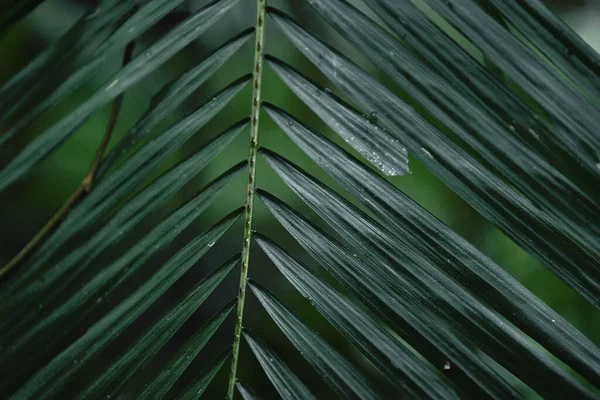 Primer Plano Los Detalles Una Rama Palmera Verde —  Fotos de Stock