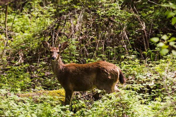 Cerf Dans Une Forêt Verdoyante — Photo