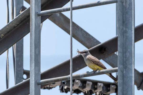 Een Koningsvogel Met Een Insect Bek Een Ladder — Stockfoto