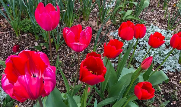 Bahçedeki renkli lalelerin yakın plan çekimi.