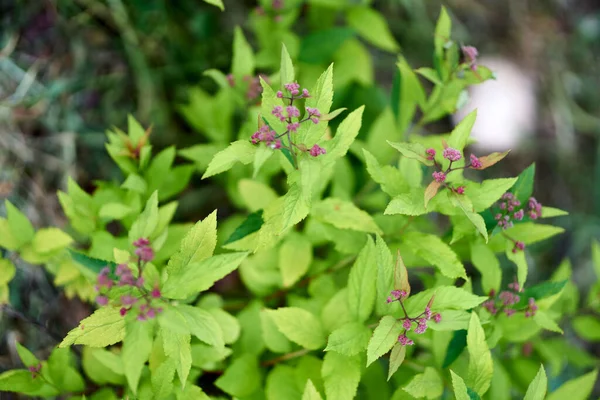 Closeup Spiraea Japonica Plant Pink Flowers Green Leaves — Stock Photo, Image