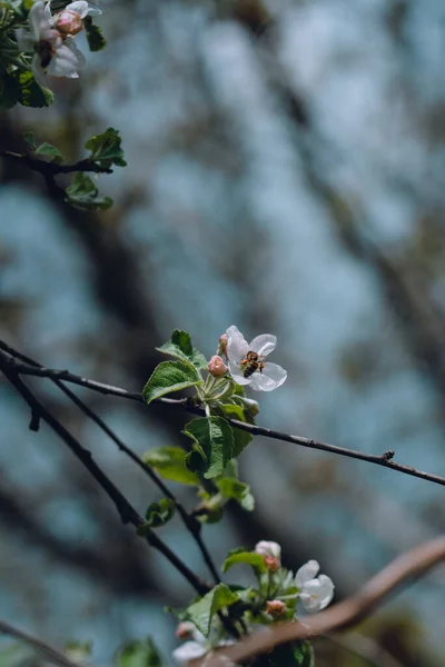 蜂と白いリンゴの木の花の垂直閉鎖 浅い焦点 — ストック写真