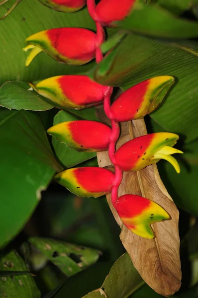 Primer Plano Una Flor Heliconia Rostrata Parque —  Fotos de Stock